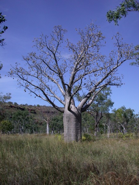 Boab Tree